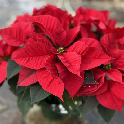 IMG_6762 poinsettia 2023_800x800px