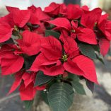 IMG_E6763_WPC_2023_red poinsettia_800x800px