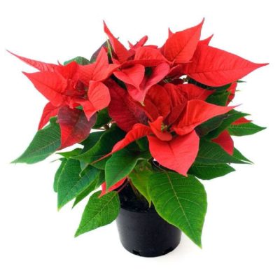 Red Poinsettia